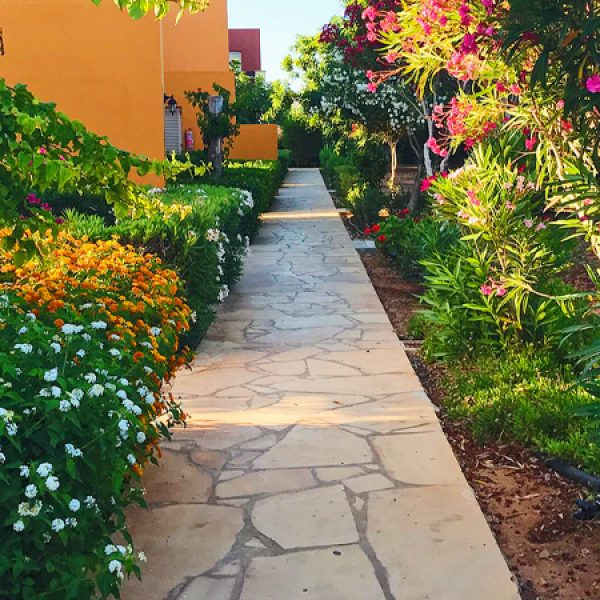 back-garden